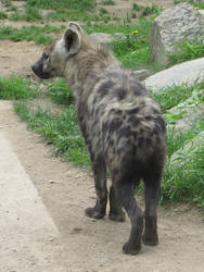 Spotted Hyena 07