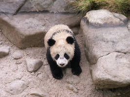 Giant panda