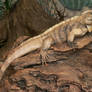 Cuban Ground Iguana