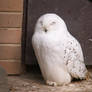 Snowy Owl 01