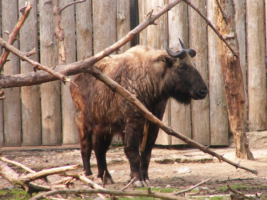 Takin by animalphotos on DeviantArt