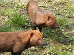 Bush Dog 01 by animalphotos