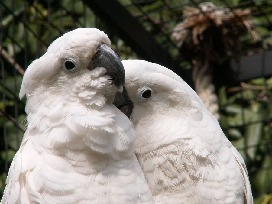 White Cockatoo