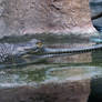 Gavial