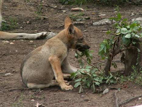 Gray Wolf Pup 02