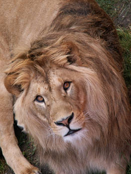 Barbary Lion 04