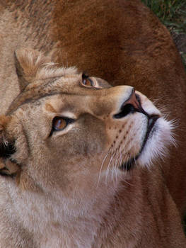 Barbary Lion 05