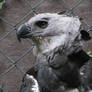 American Harpy Eagle 01