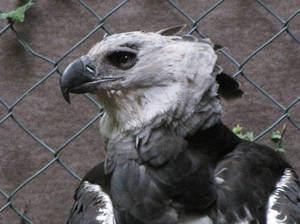 American Harpy Eagle 01