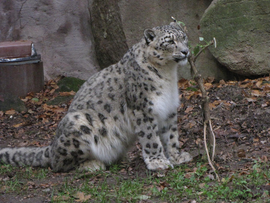 Snow Leopard 05