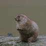 Black-tailed Prairie Dog 03