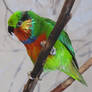 Edwards's Fig-Parrot 02