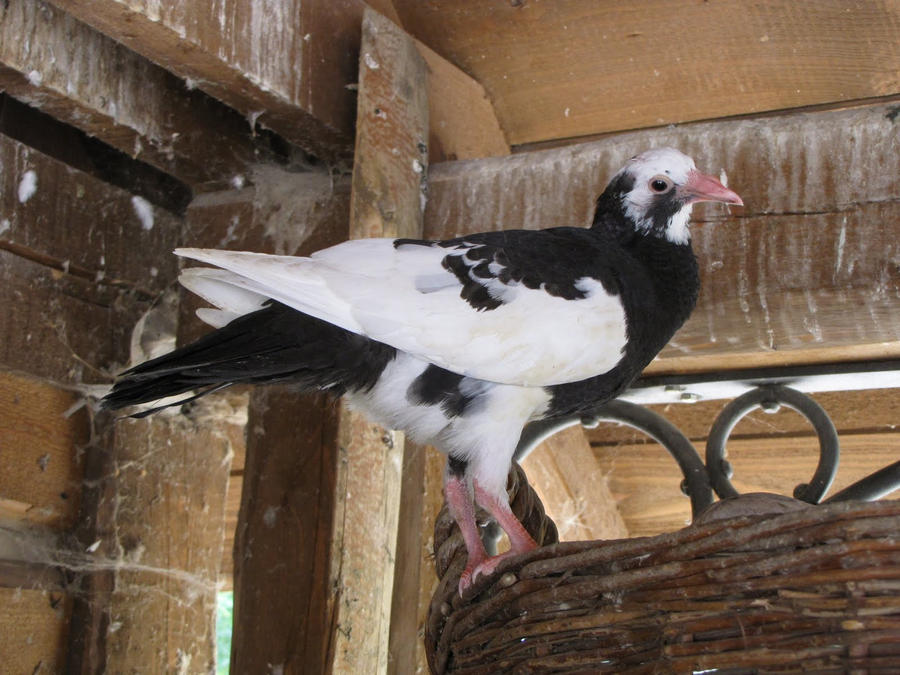 Domestic pigeon