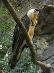 Bearded Vulture 02 by animalphotos