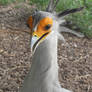 Secretary bird 08