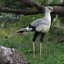 Secretary bird 10