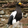 Steller's Sea-Eagle 05