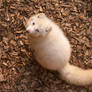 Arctic Fox 01