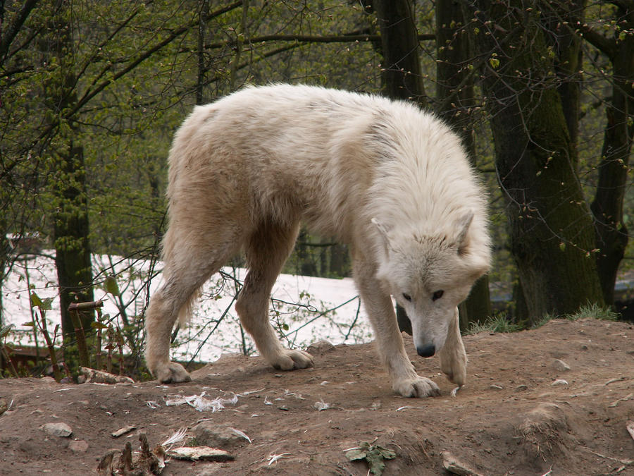 North American Arctic Wolf 04