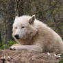 North American Arctic Wolf 05