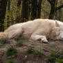 North American Arctic Wolf 06