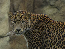 Sri Lanka Leopard 03