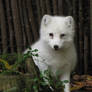 Arctic Fox 07