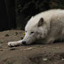 North American Arctic Wolf 08