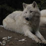 North American Arctic Wolf 09
