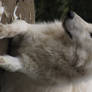 North American Arctic Wolf 11