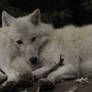 North American Arctic Wolf 16