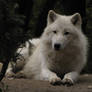 North American Arctic Wolf 22