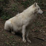 North American Arctic Wolf 32