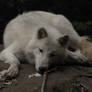 North American Arctic Wolf 37