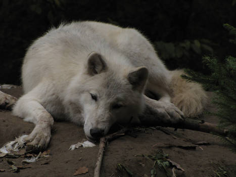 North American Arctic Wolf 37