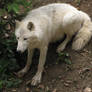 North American Arctic Wolf 42