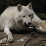 North American Arctic Wolf 50