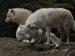 North American Arctic Wolf 52