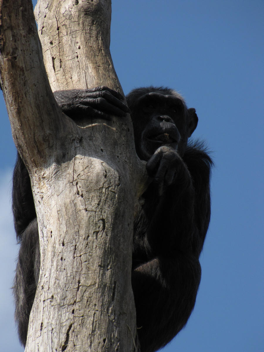 Common Chimpanzee 04