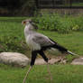 Secretary bird 12