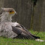 Secretary bird 14