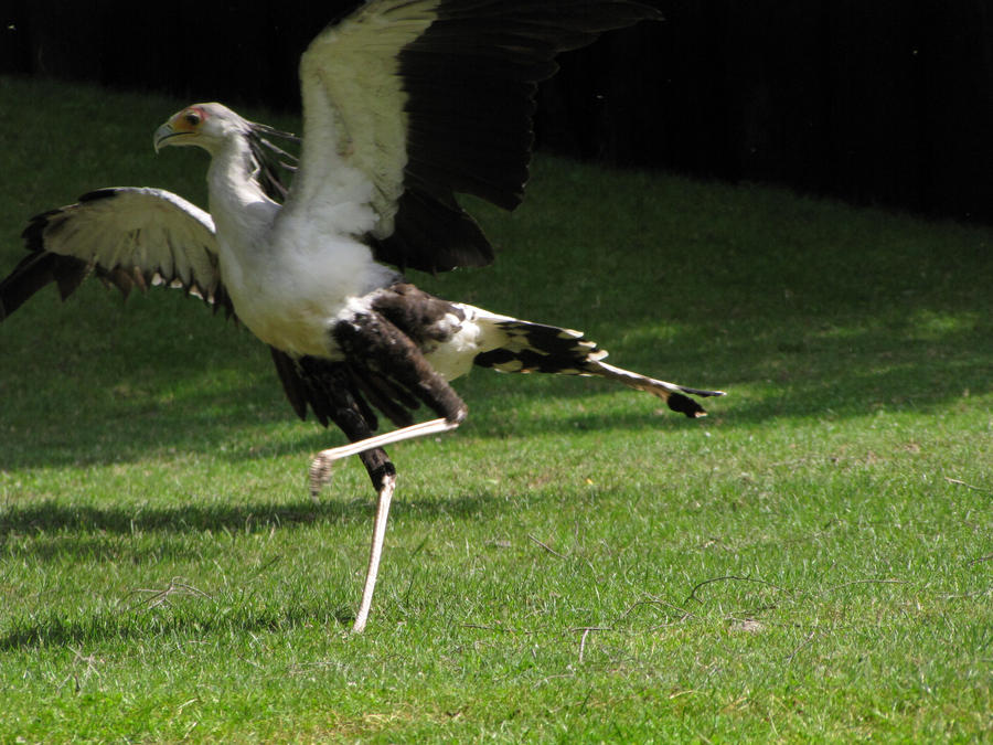 Secretary bird 17