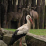 White Stork 07