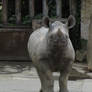 Black Rhinoceros 03