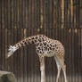 Rothschild's Giraffe 05