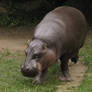 Pygmy Hippopotamus 02