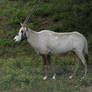 Arabian Oryx 04