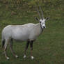 Arabian Oryx 05