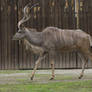 Greater Kudu 07