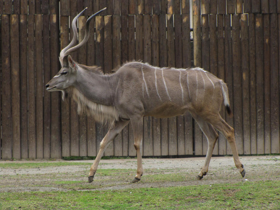 Greater Kudu 07